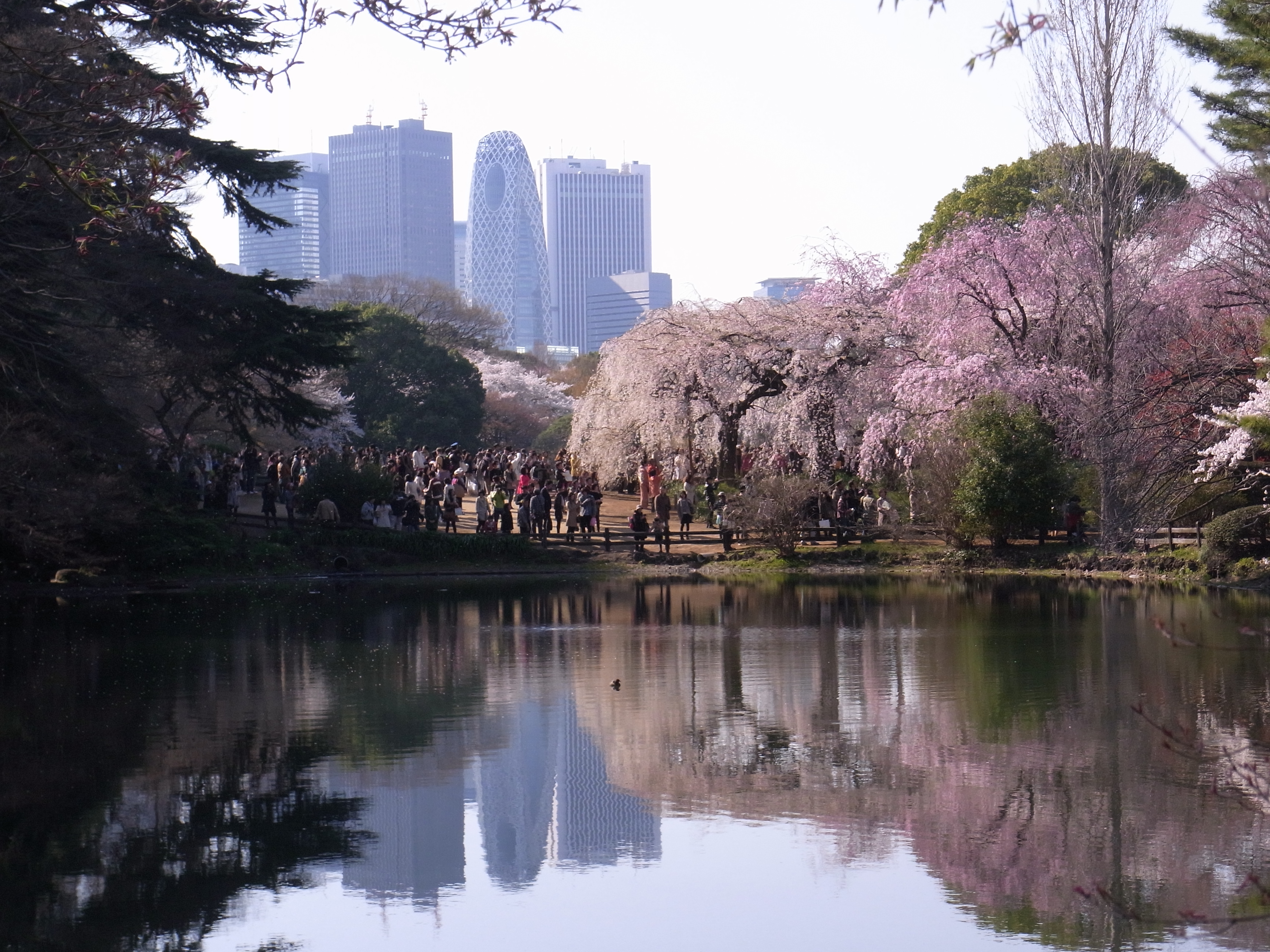 新宿御苑の桜と高層ビル
